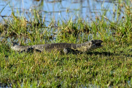 Moremi Game Reserve (Botswana) - Varan au bord de Paradise Pool(VO-25-0940 C.jpg)